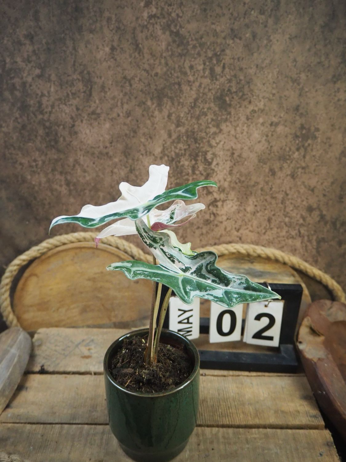 Alocasia Nobilis Pink Variegata #2