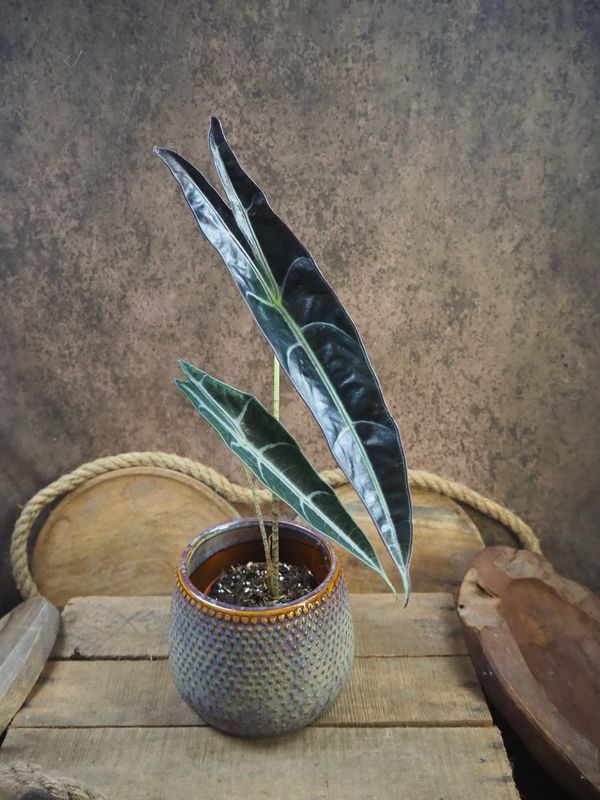 Alocasia Longiloba Purple Alocasia Longiloba Purple