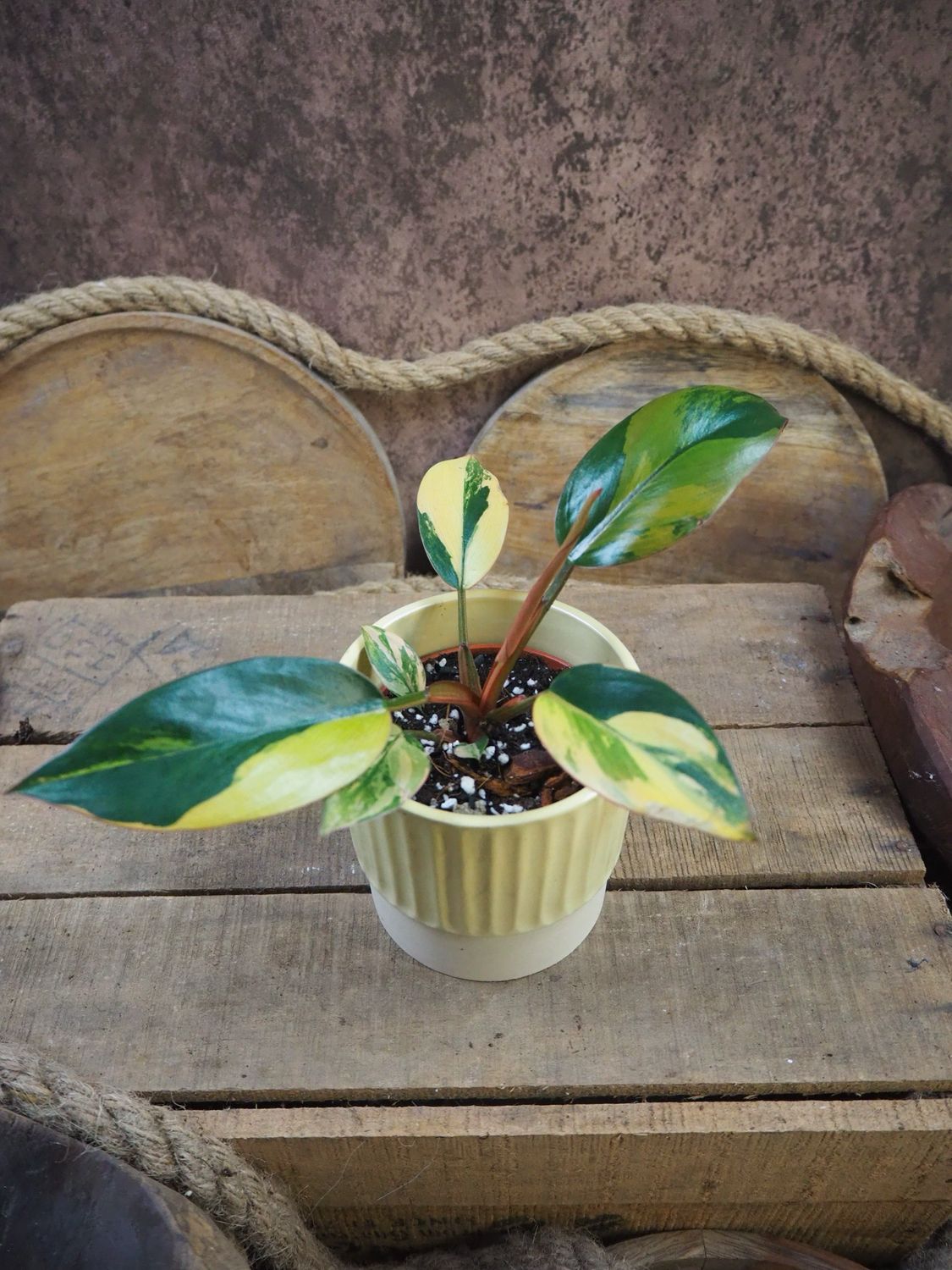 Philodendron Red Congo Variegata Philodendron Red Congo Variegata