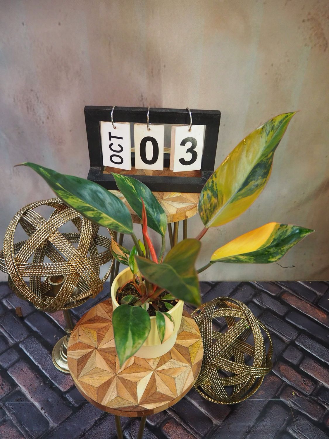 Philodendron Red Congo Variegata #3 Philodendron Red Congo Variegata #3