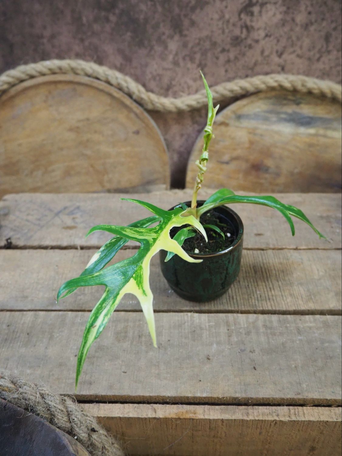 Philodendron Tortum Variegata Philodendron Tortum Variegata