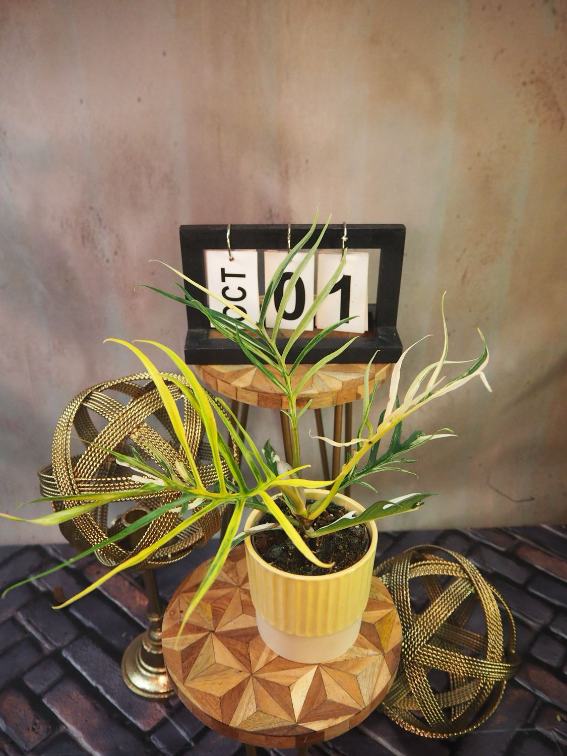 Philodendron Tortum Variegata #1 Philodendron Tortum Variegata #1