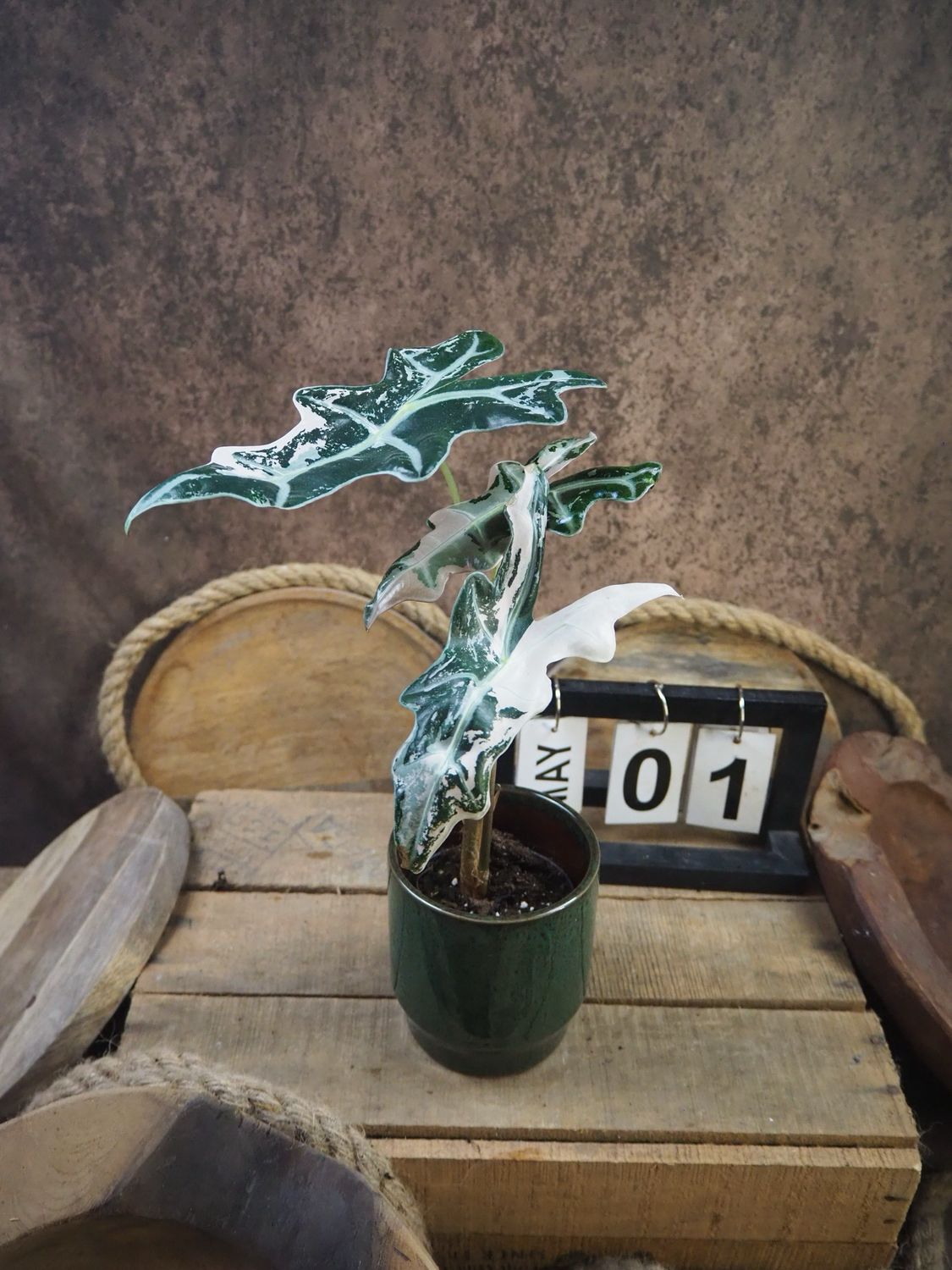 Alocasia Nobilis Pink Variegata #1