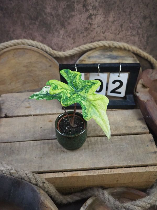 Alocasia Jacklyn Aurea Variegata #2 Alocasia Jacklyn Aurea Variegata #2