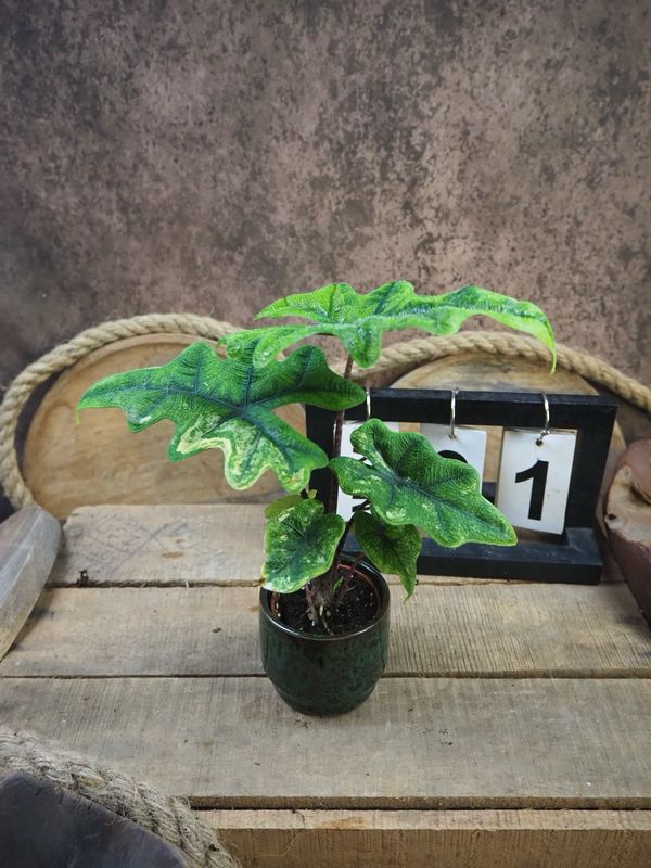 Alocasia Jacklyn Aurea Variegata #1 Alocasia Jacklyn Aurea Variegata #1