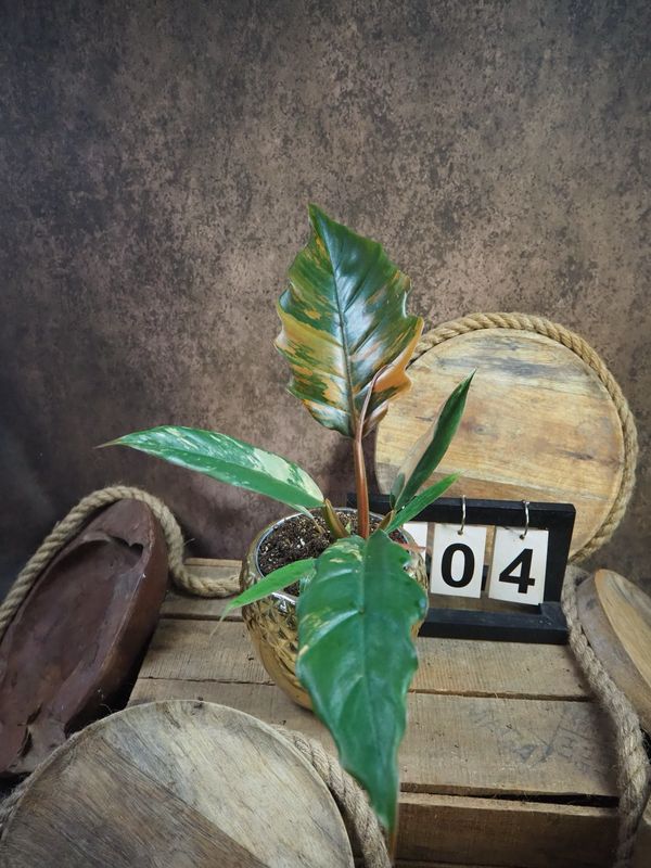 Philodendron Caramel Marble #M4