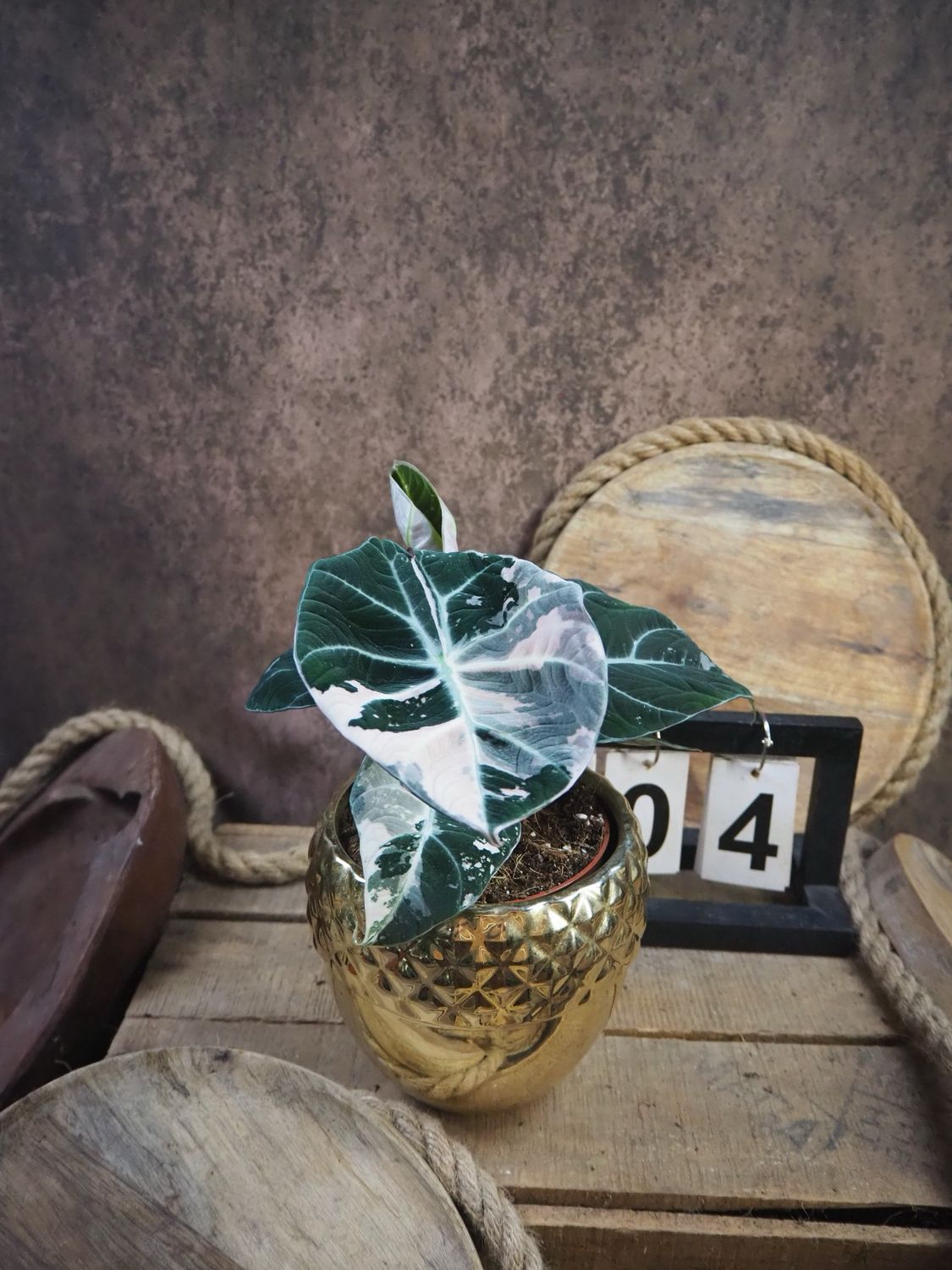 Alocasia Black Velvet Pink Variegata #M4 Alocasia Black Velvet Pink Variegata #M4
