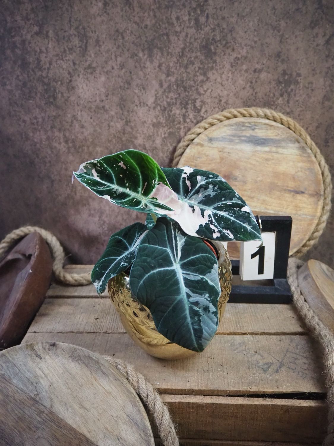 Alocasia Black Velvet Pink Variegata #M1 Alocasia Black Velvet Pink Variegata #M1
