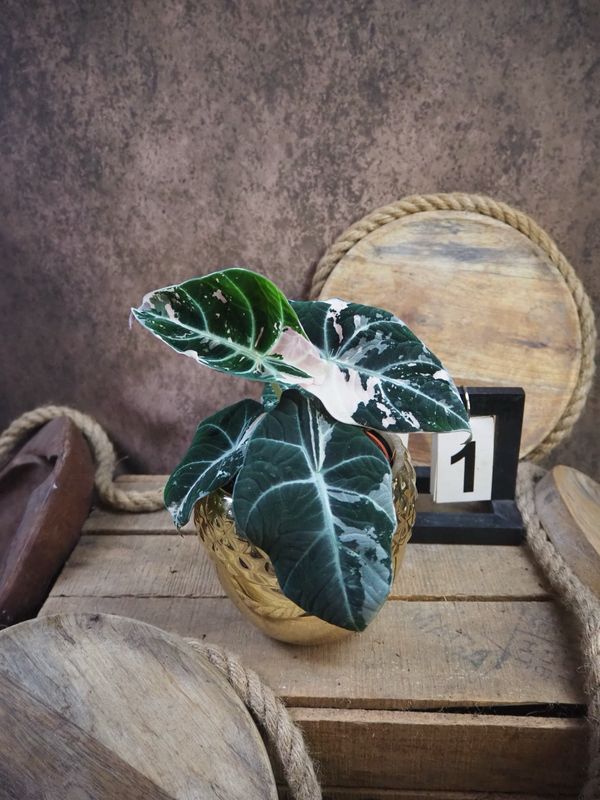 Alocasia Black Velvet Pink Variegata #M1