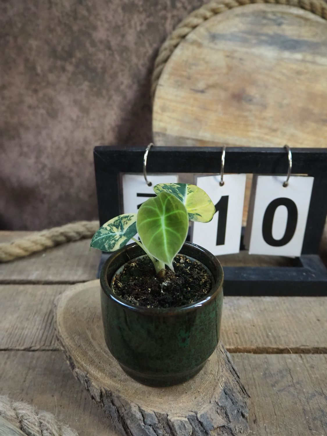 Alocasia Black Velvet Gold Variegata #10 Alocasia Black Velvet Gold Variegata #10