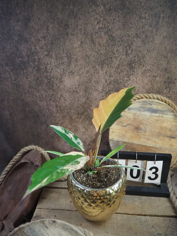 Philodendron Caramel Marble #M3