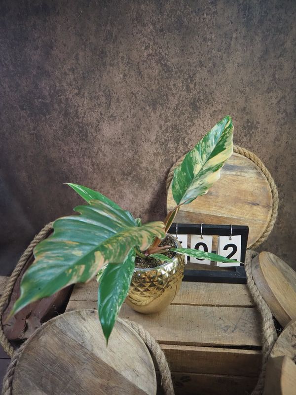 Philodendron Caramel Marble #M2