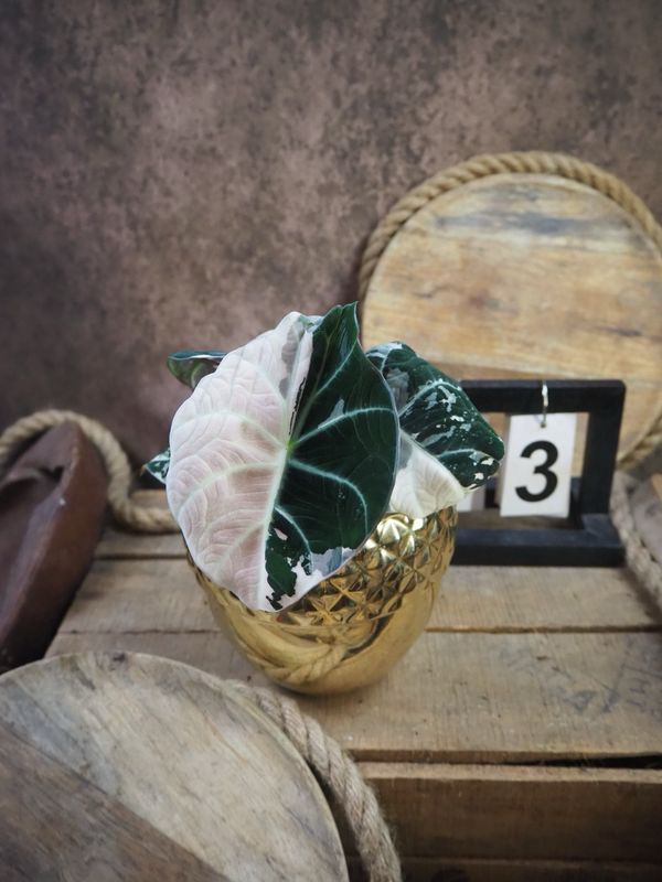 Alocasia Black Velvet Pink Variegata #M3