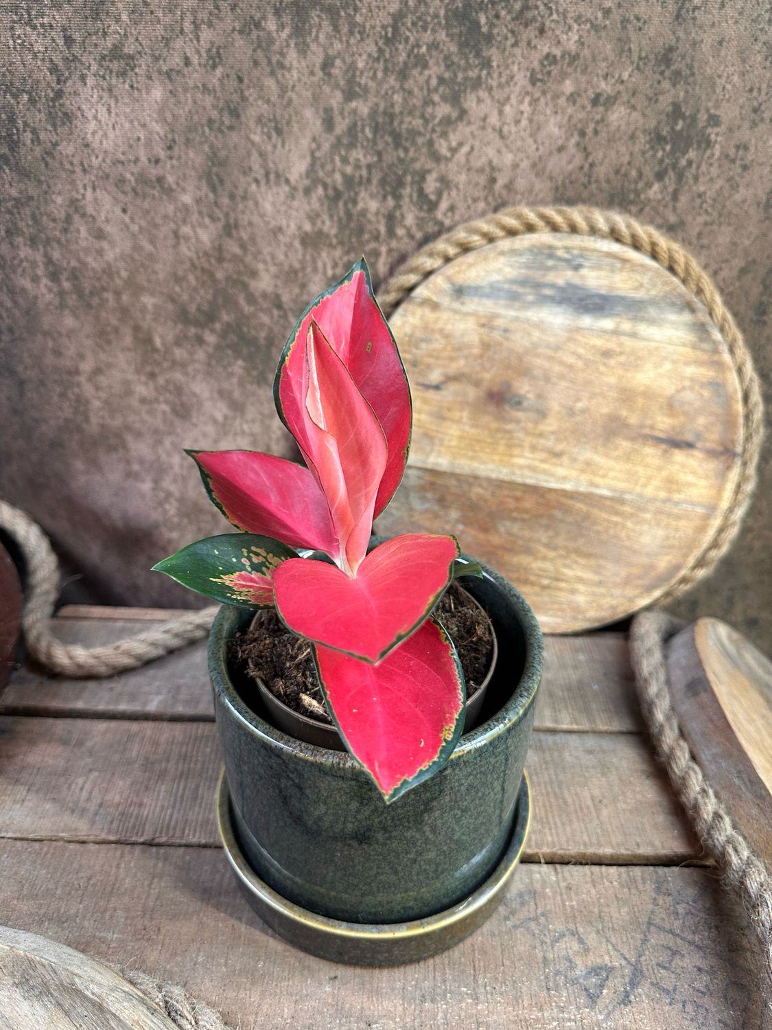 Aglaonema „Cherry Baby“