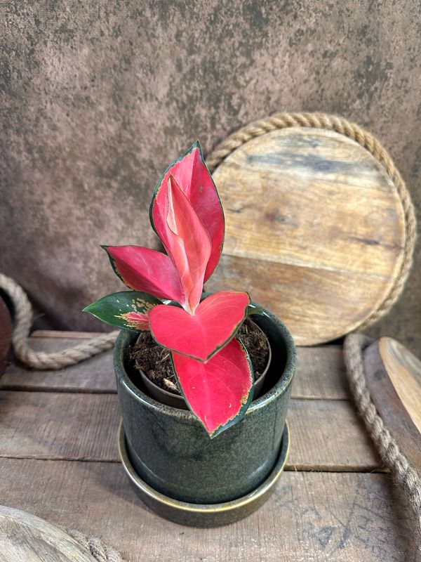 Aglaonema „Cherry Baby“
