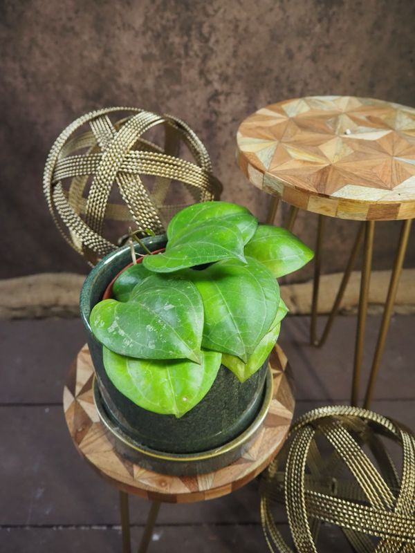 Hoya sarawak Hoya sarawak