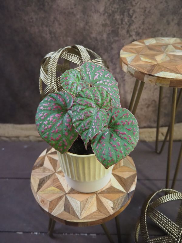 Begonia sp Muara Wahau