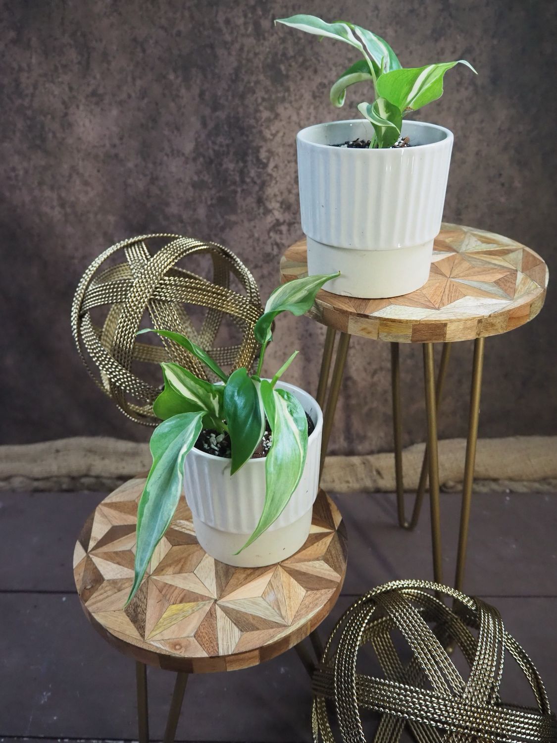 Philodendron Rio Slim 