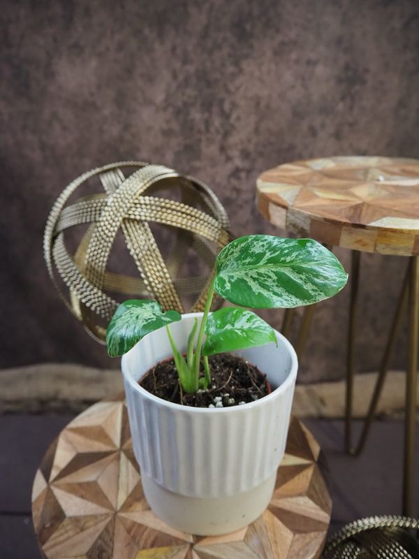 Monstera Bulbasaur