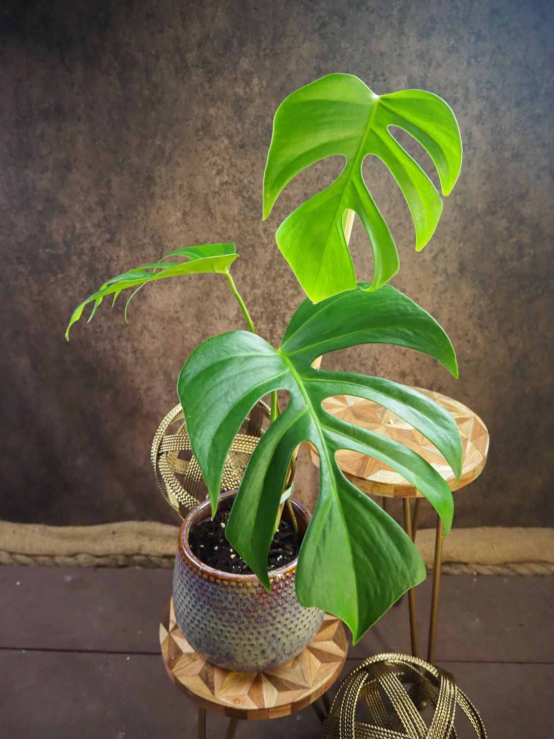 Monstera Sierrana Hawaii Monstera Sierrana Hawaii