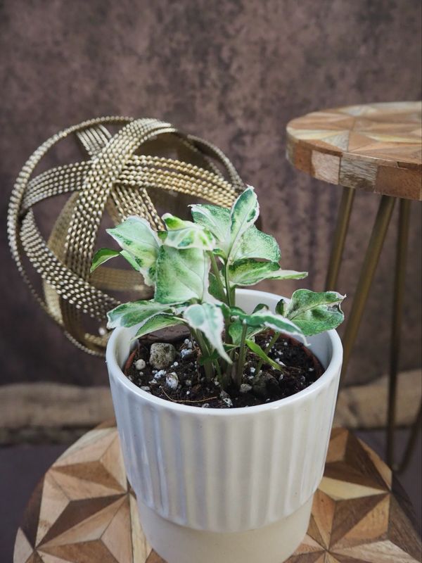 Syngonium Starlite