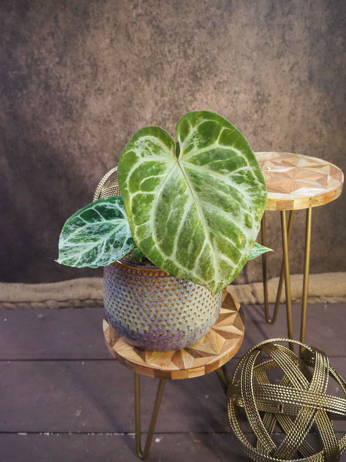 Anthurium Silver Blush Mint