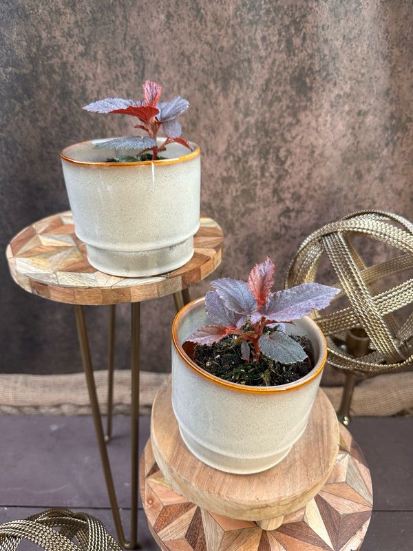 Begonia Lamriana Silver Begonia Lamriana Silver