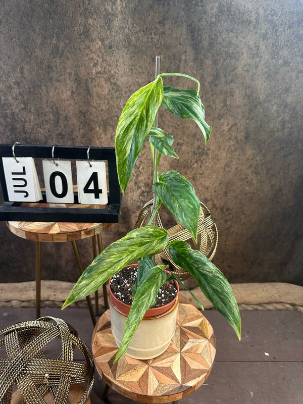 Monstera Laniata Variegata #4 Monstera Laniata Variegata #4