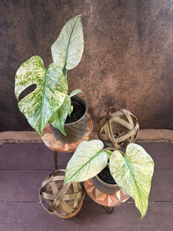 Monstera Deliciosa Mint Variegata Monstera Deliciosa Mint Variegata