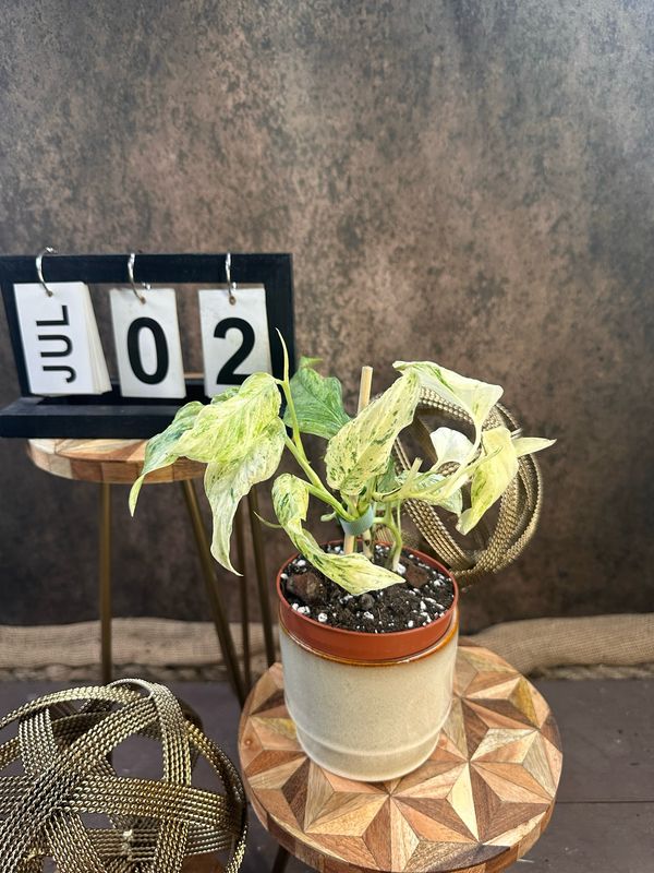 Monstera Laniata Variegata #2 Monstera Laniata Variegata #2