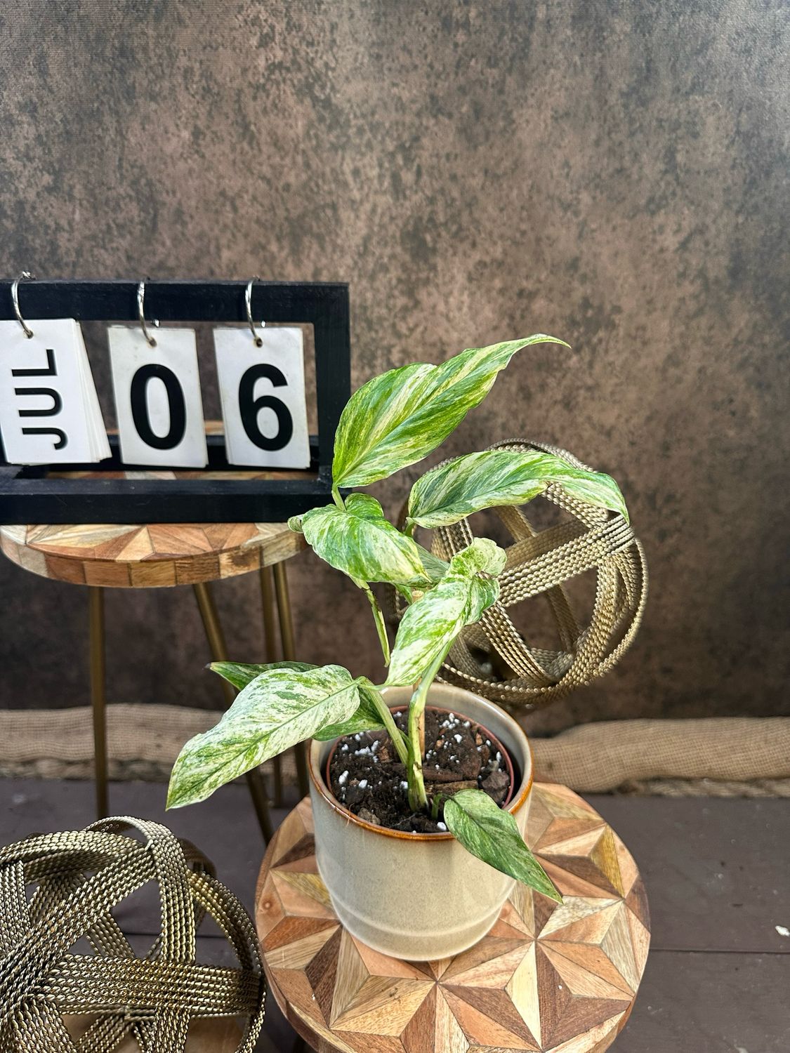Monstera Laniata Variegata #6 Monstera Laniata Variegata #6