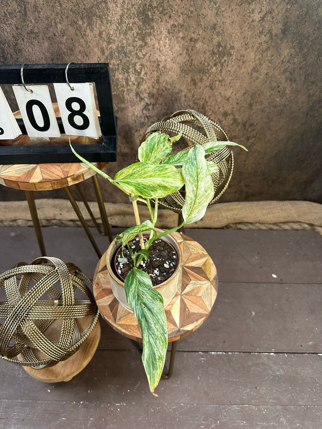 Monstera Laniata Variegata #8 Monstera Laniata Variegata #8