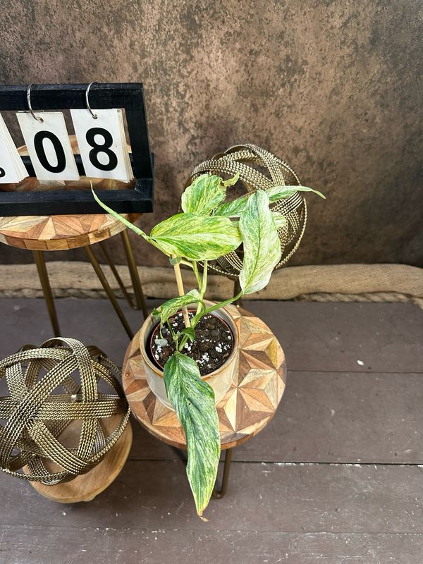 Monstera Laniata Variegata #8 Monstera Laniata Variegata #8