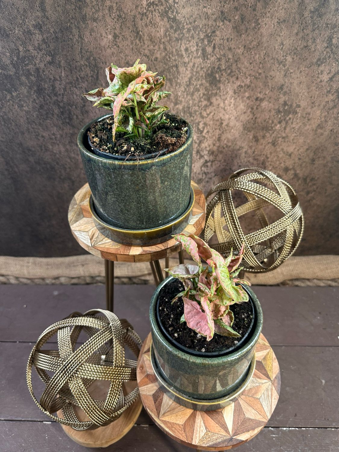 Syngonium Pink Rolli Mehrtriebig Syngonium Pink Rolli Mehrtriebig