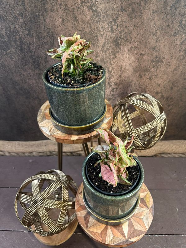 Syngonium Pink Rolli Mehrtriebig