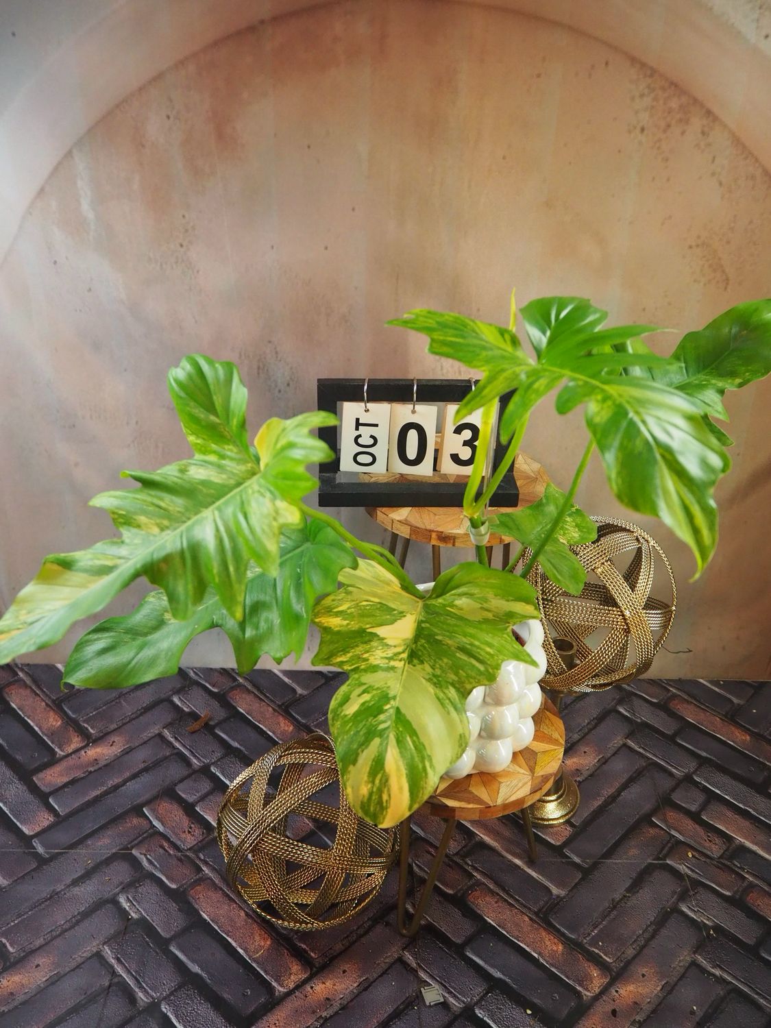 Philodendron Mayoi x Florida Beauty #3 Philodendron Mayoi x Florida Beauty #3