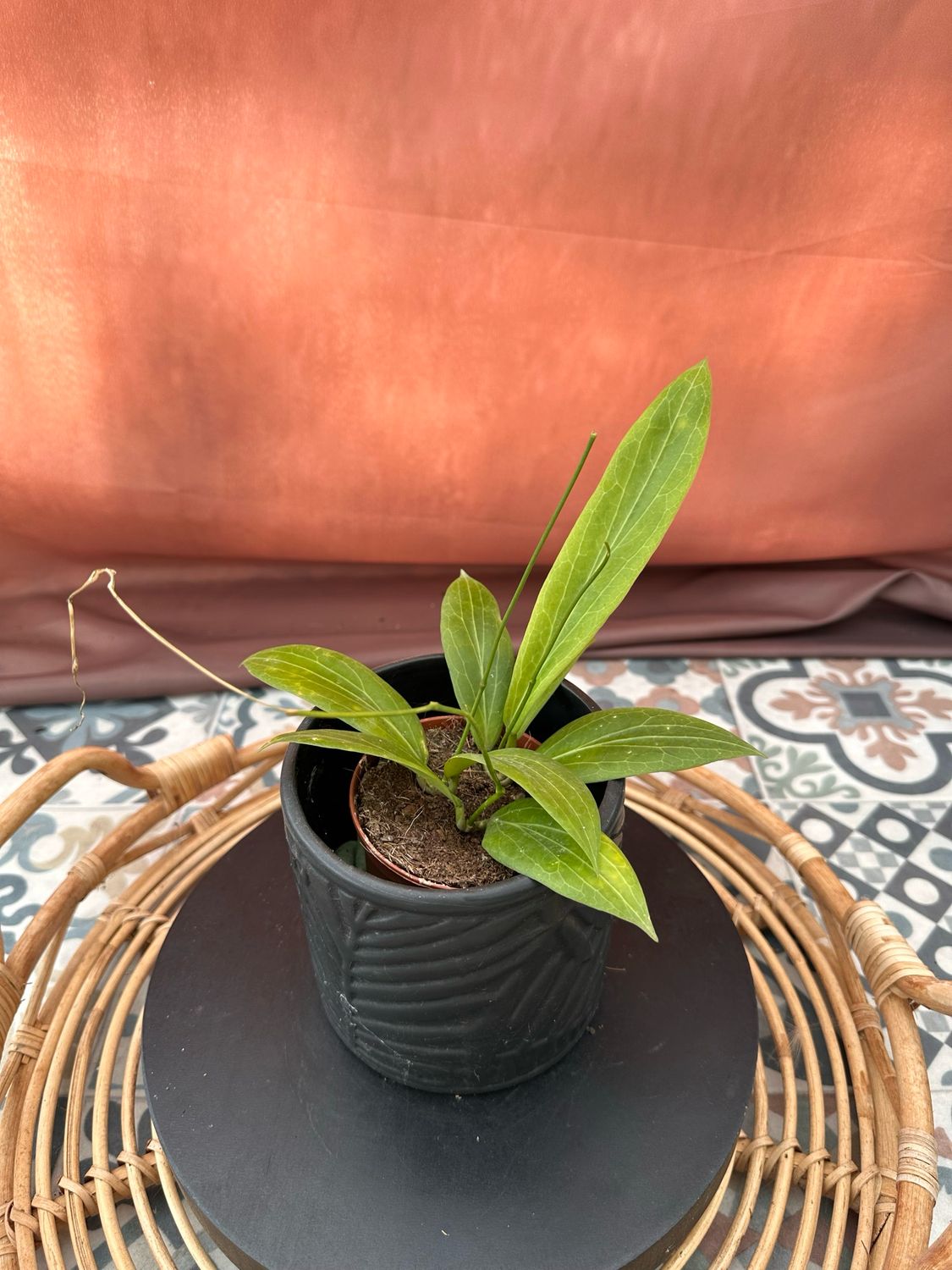 Hoya soligamiana