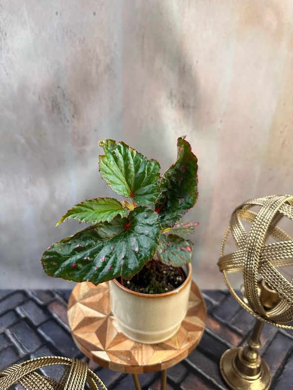 Begonia Mila’s Miracle