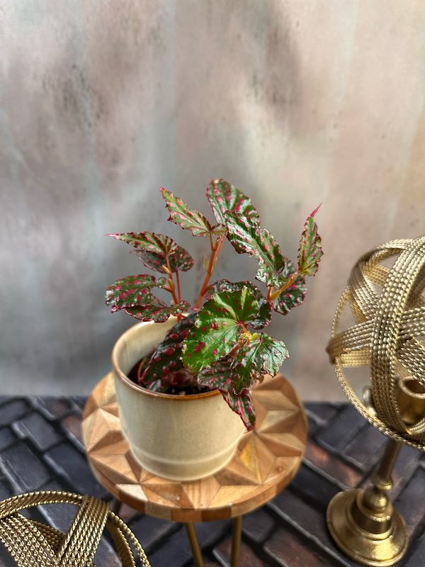 Begonia Pink Lady 