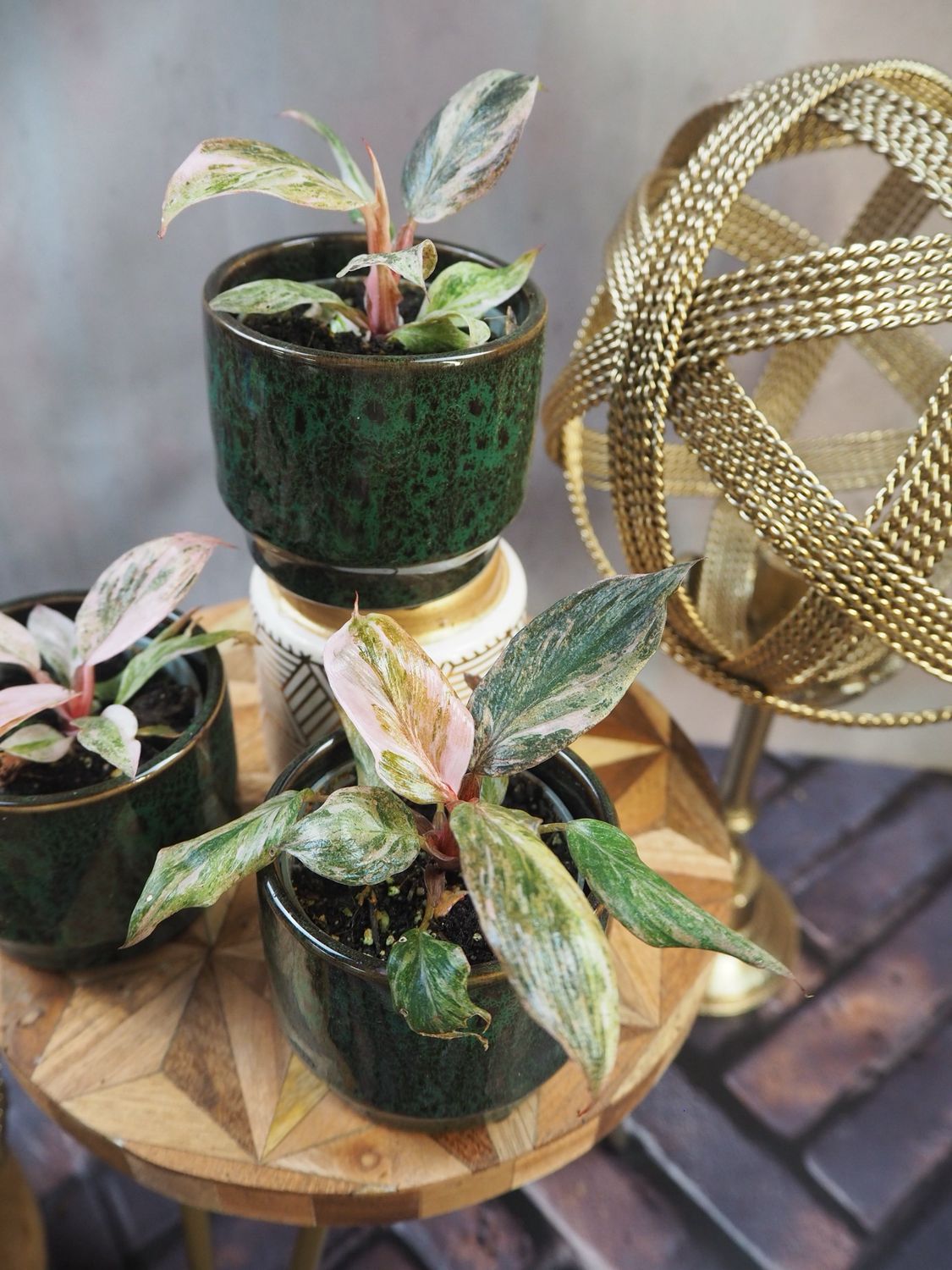Philodendron Fire Phoenix Philodendron Fire Phoenix