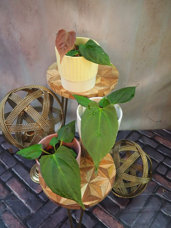 Anthurium Portillae