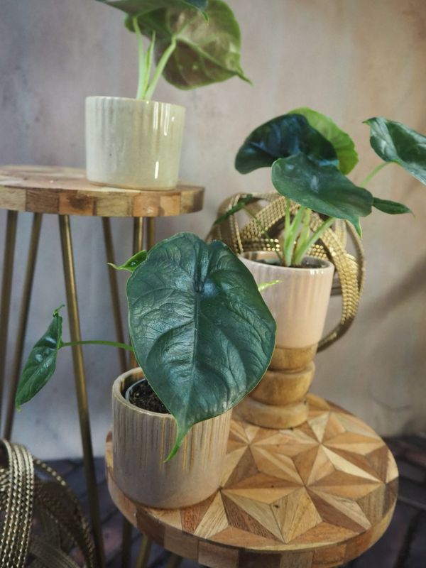 Alocasia Green Unicorn
