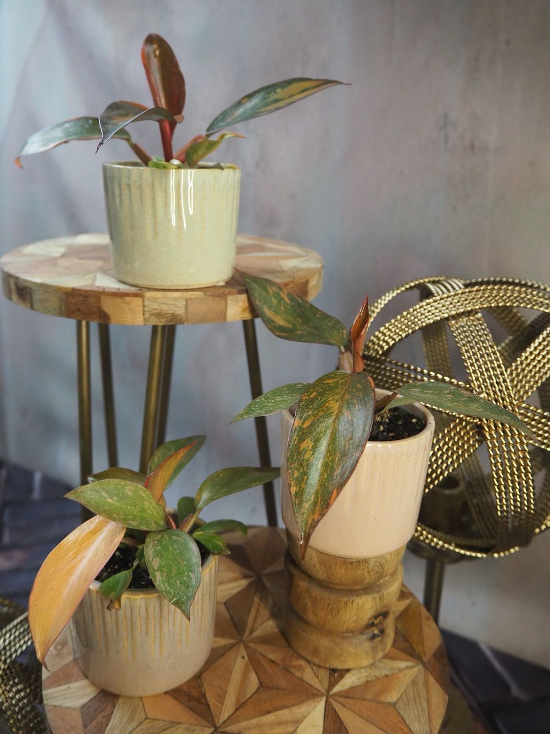 Philodendron Orange Princess Philodendron Orange Princess
