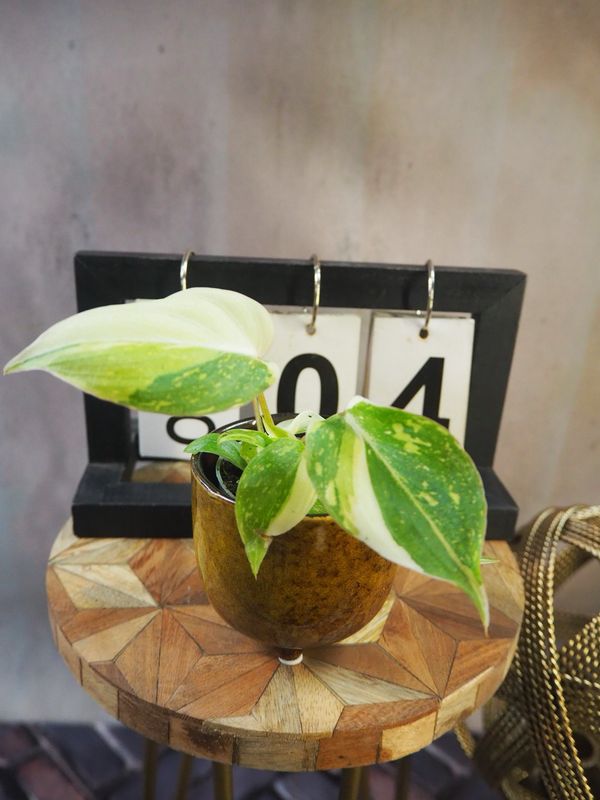 Philodendron Gloriosum Tricolor #4