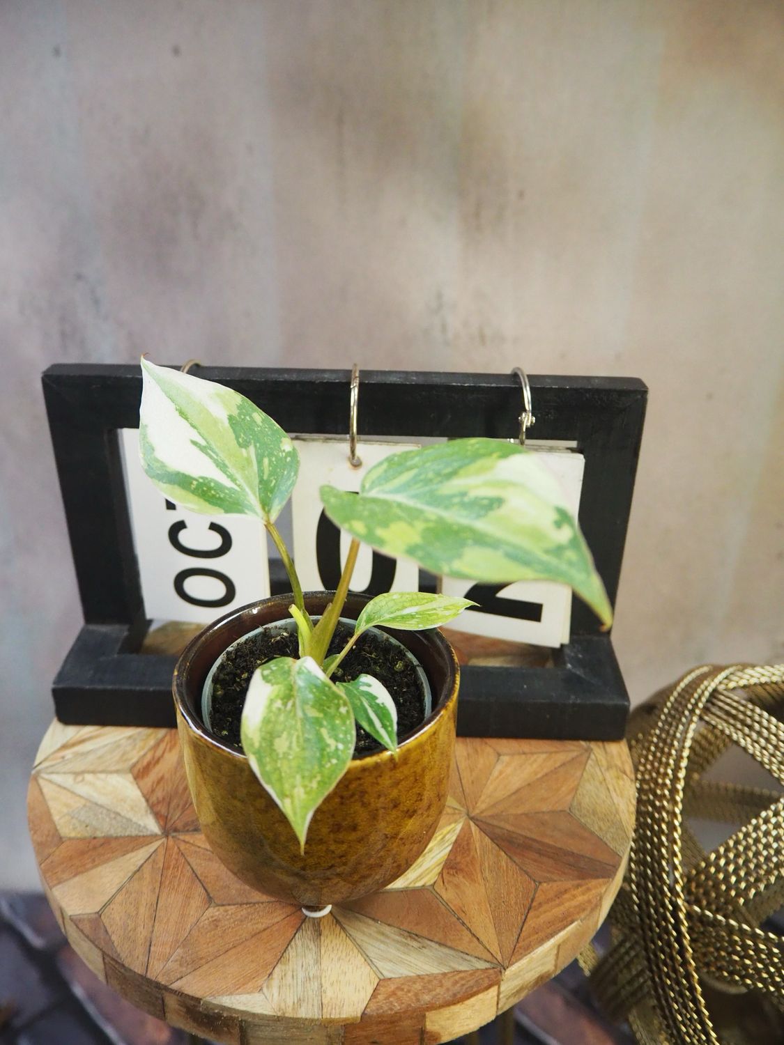 Philodendron Gloriosum Tricolor #2 Philodendron Gloriosum Tricolor #2