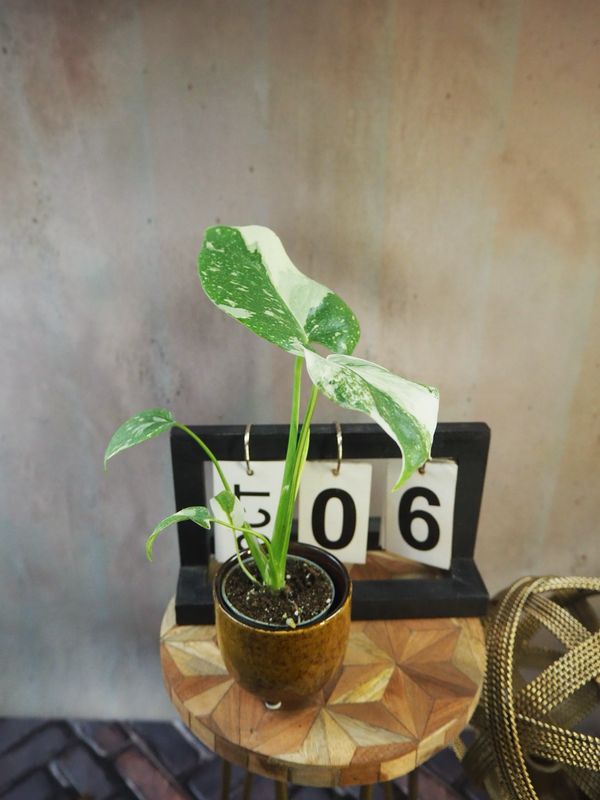 Monstera „Creme Brulee“ #S6 Monstera „Creme Brulee“ #S6