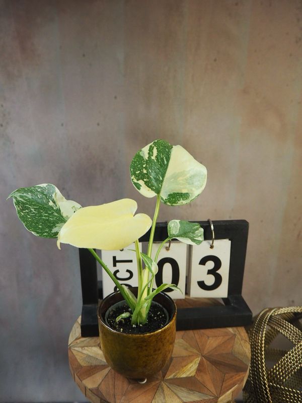 Monstera „Creme Brulee“ #S3 Monstera „Creme Brulee“ #S3
