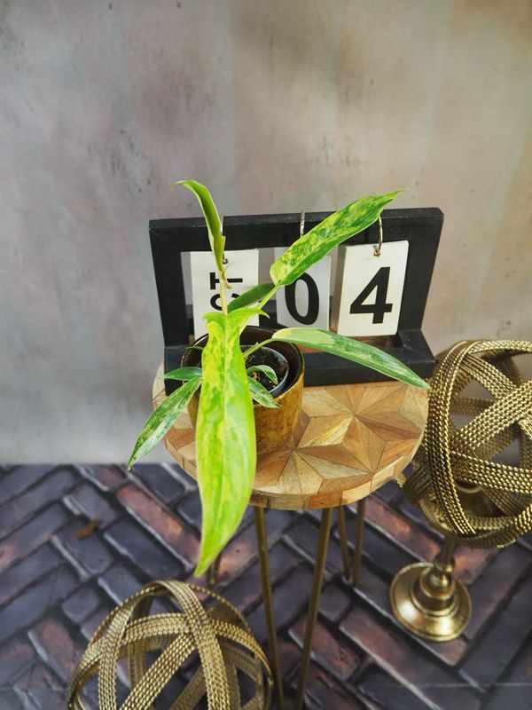 Philodendron Florida Beauty x Tortum #S4