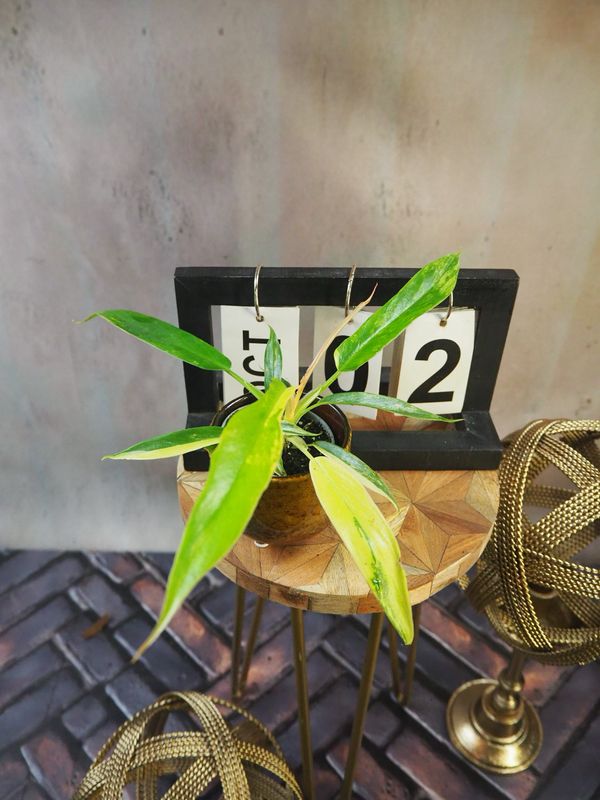 Philodendron Florida Beauty x Tortum #S2