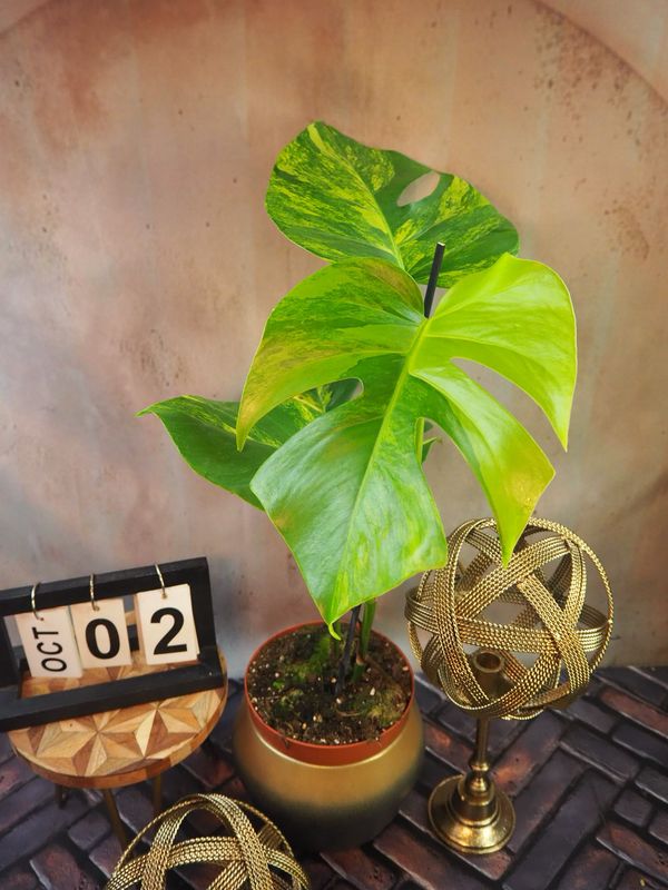 Monstera Aurea Variegata #2 Monstera Aurea Variegata #2